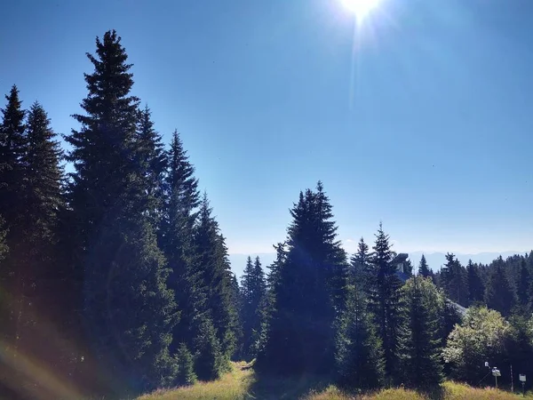 Prachtige Berglandschap Met Forest — Stockfoto