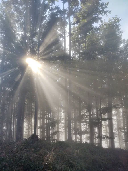 Wunderschöne Landschaft Mit Bergwald Vor Naturkulisse — Stockfoto