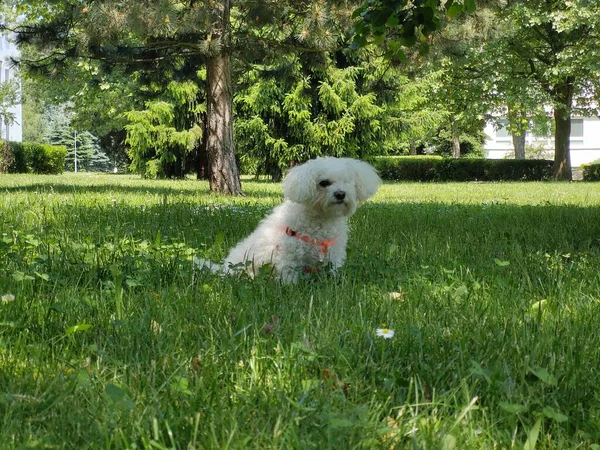 Roztomilý Pes Parku — Stock fotografie