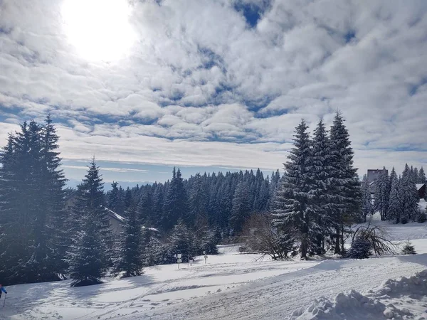 Красивий Гірський Зимовий Пейзаж Лісом — стокове фото