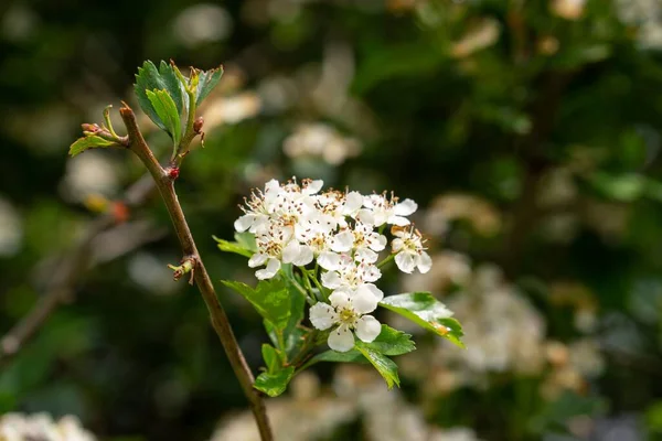 Belles Fleurs Blanches Fleurs Sur Les Branches Des Arbres Printemps — Photo