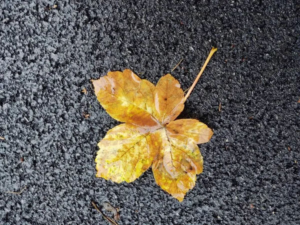 Gefallenes Herbstblatt Auf Nassem Hintergrund — Stockfoto