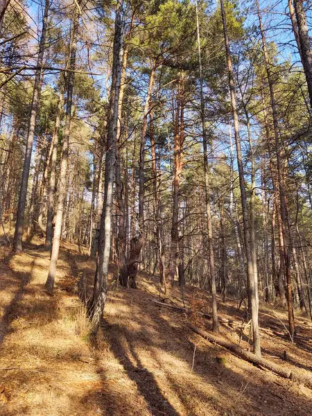 Hermoso Bosque Día Soleado — Foto de Stock