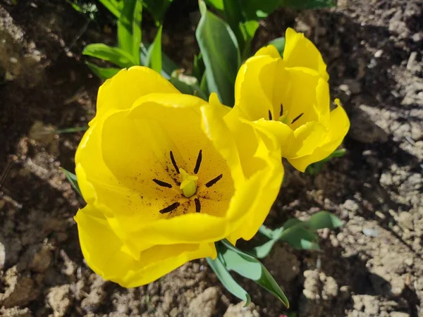 Piękne Żółte Tulipany Zielonym Ogrodzie — Zdjęcie stockowe
