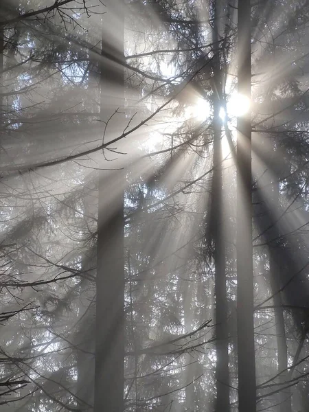Прекрасний Зимовий Ліс Сонячний День — стокове фото