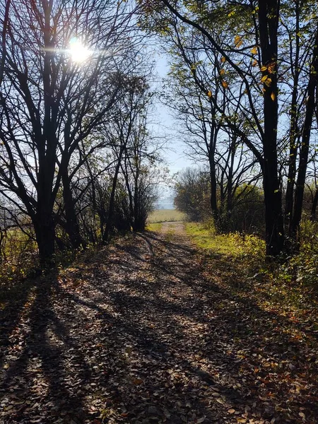 Caminho Através Floresta Campo — Fotografia de Stock