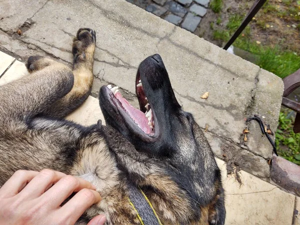 Sahibi Alman Çoban Köpeğini Okşadı — Stok fotoğraf