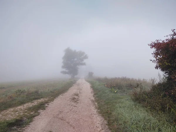 Foggy Matin Forêt Avec Sentier — Photo