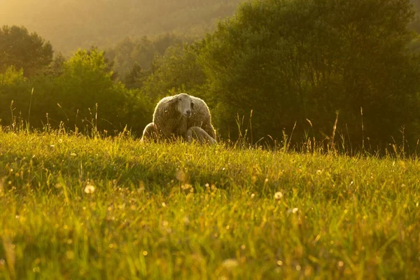 Troupeau Moutons Pâturant Dans Pré Montagne — Photo