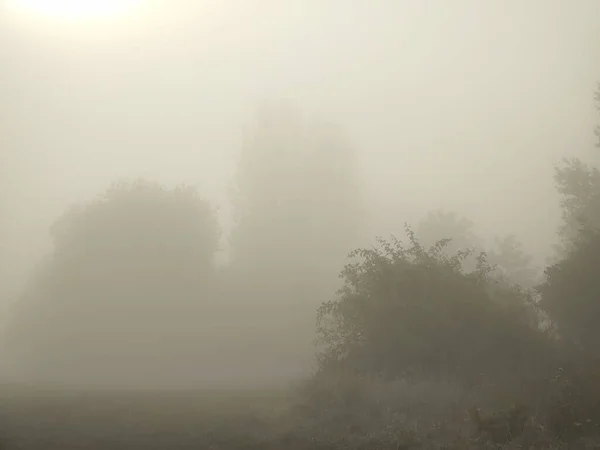 Matin Brumeux Dans Forêt — Photo