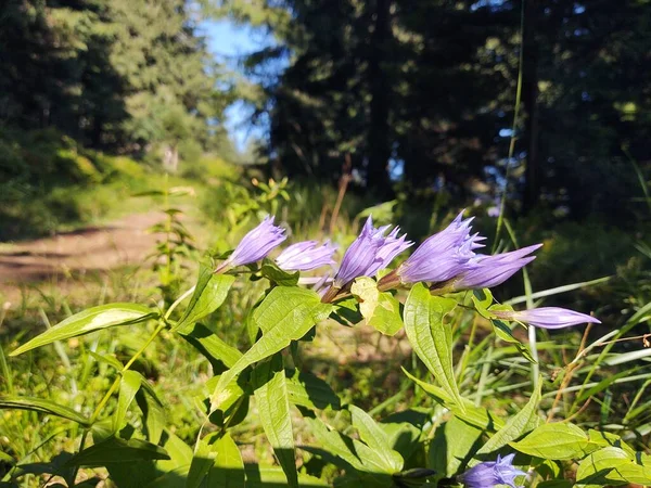 自然を背景にした庭の美しい花 — ストック写真