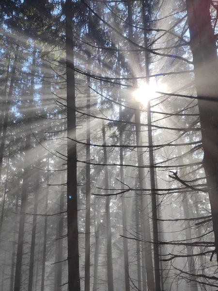 Bela Floresta Inverno Dia Ensolarado — Fotografia de Stock