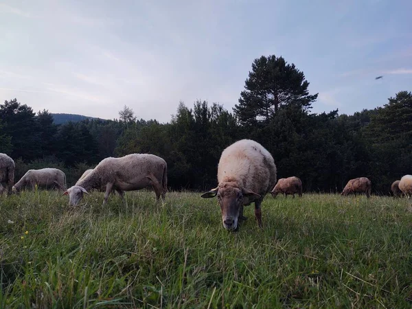 自然界に生息する羊の群れが — ストック写真