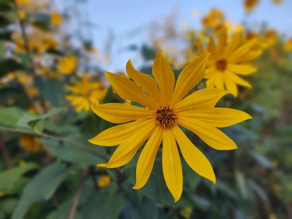 Flores Amarelas Jardim Verde — Fotografia de Stock