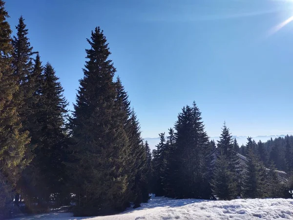 겨울이 숲으로 뒤덮인 아름다운 — 스톡 사진