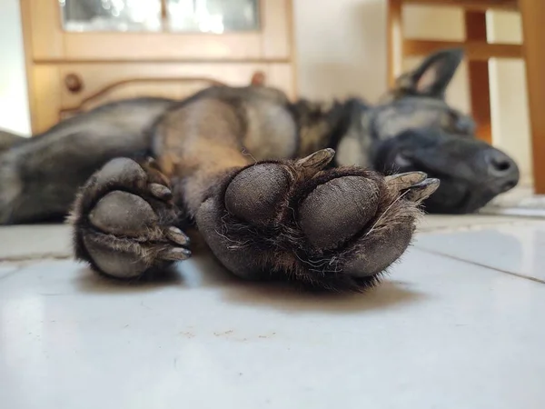 Σκύλος Ξαπλωμένος Στο Πάτωμα Στο Σπίτι — Φωτογραφία Αρχείου