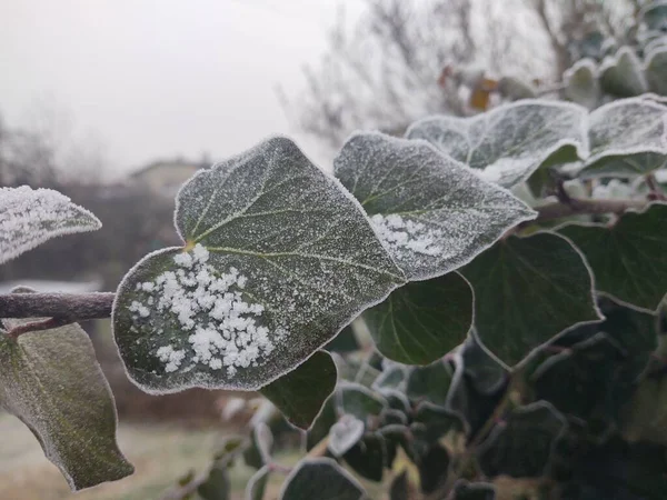 Zielone Liście Śniegiem Zimą — Zdjęcie stockowe