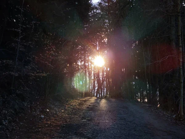 Droga Pięknym Lesie Zachodzie Słońca — Zdjęcie stockowe
