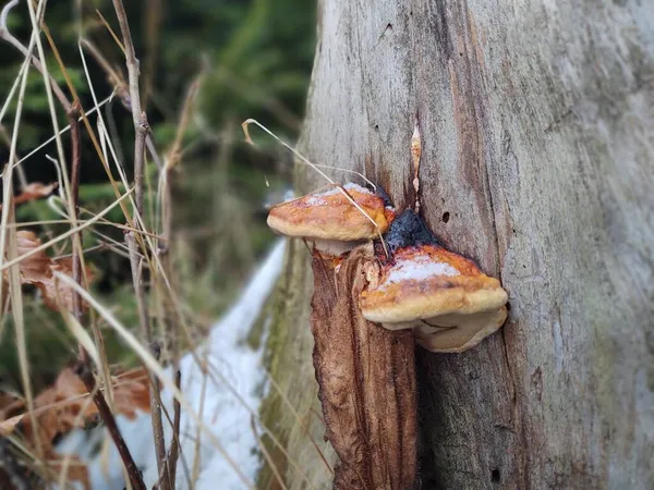 Primer Plano Las Setas Sobre Tocón Bosque — Foto de Stock