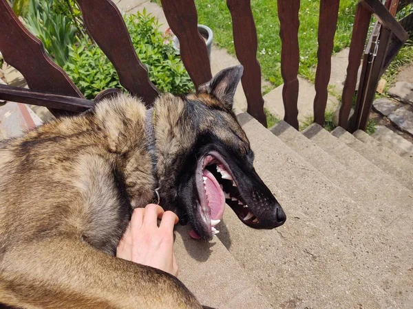 Person Streichelt Hund Treppenhaus — Stockfoto