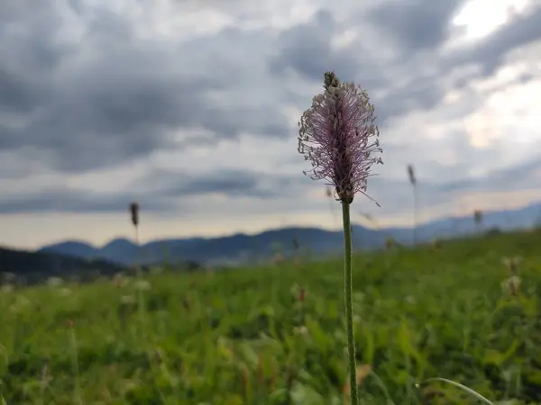 緑の野の花のクローズアップ — ストック写真