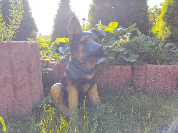 日当たりの良い庭の犬像 — ストック写真