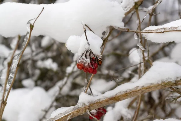 Rote Beeren Ast Winter — Stockfoto