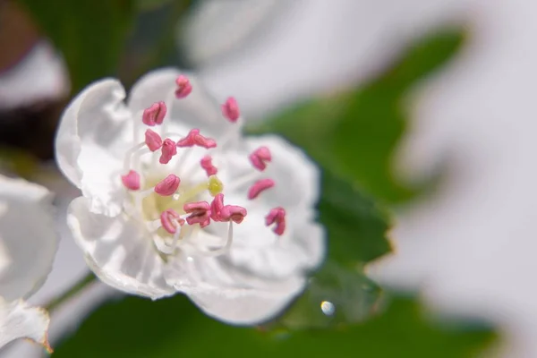 Vacker Vit Blomma Blossom — Stockfoto