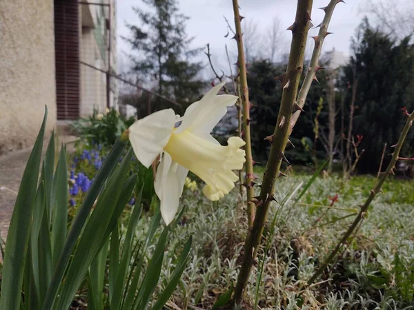 Bahçe Içinde Güzel Bir Sarı Çiçek — Stok fotoğraf
