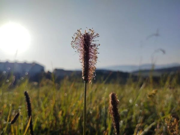 Yeşil Tarlada Güzel Çiçekler — Stok fotoğraf