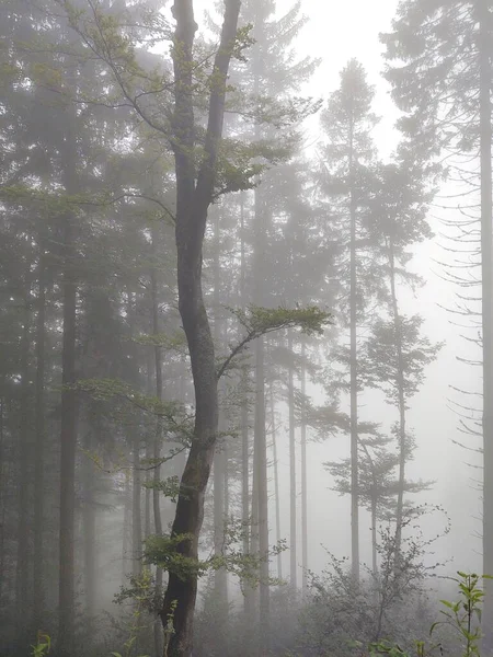 Beautiful Forest Morning Fog Nature Background — Stock Photo, Image