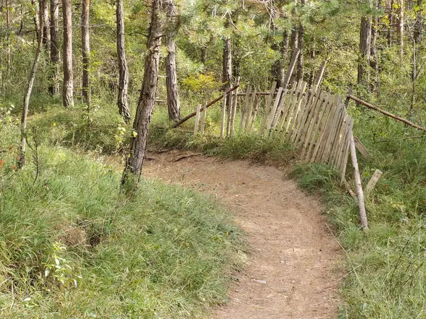 Sentiero Nella Bellissima Foresta Verde — Foto Stock