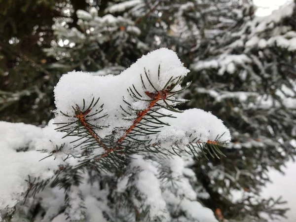 Ramos Árvores Com Neve Floresta Inverno — Fotografia de Stock