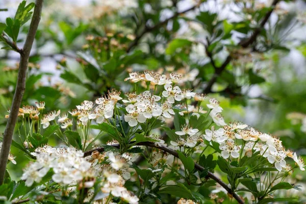 Belles Fleurs Blanches Fleurs Sur Les Branches Des Arbres Printemps — Photo