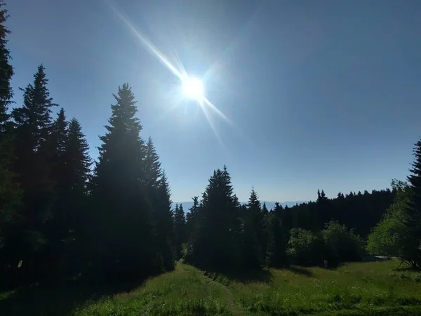 Prachtige Berglandschap Met Forest — Stockfoto