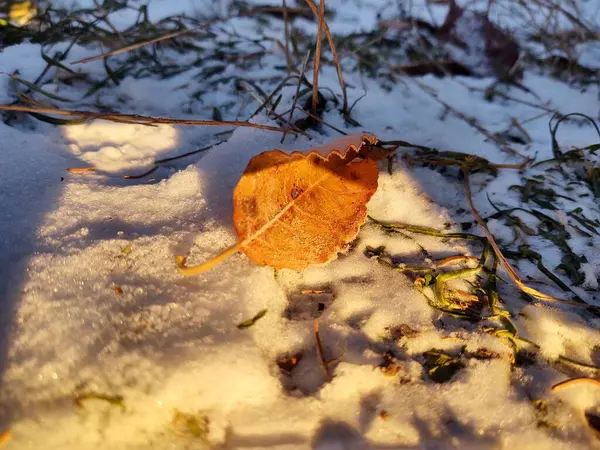 Padlý Podzimní List Sněhu — Stock fotografie
