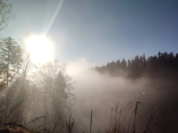 Schöner Mysterienwald Mit Nebel — Stockfoto