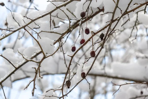 Zblízka Větví Stromů Sněhem Rampouchy — Stock fotografie