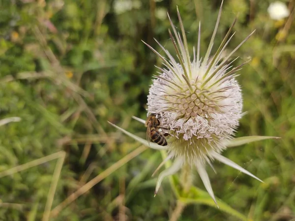 Biene Auf Pflanze Zur Frühlingszeit — Stockfoto