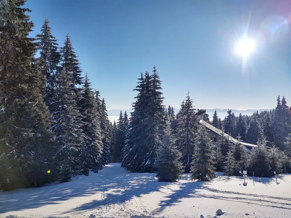 美丽的山地冬季风景与森林 — 图库照片