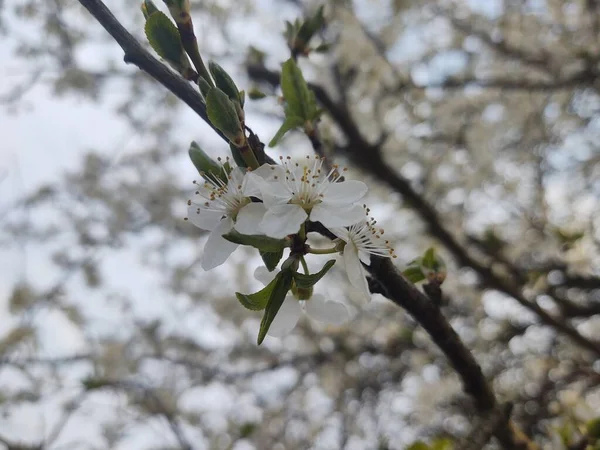 Krásné Bílé Květy Květu Větvích Stromů Jaře — Stock fotografie