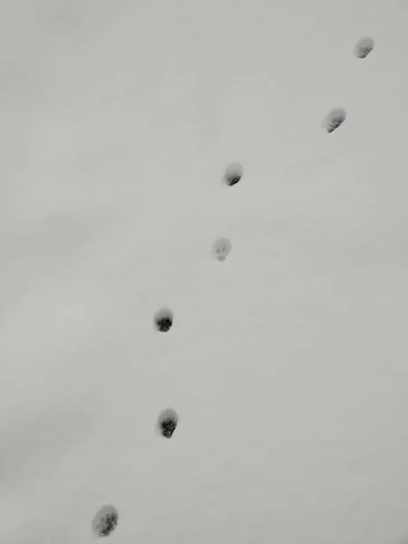 Footprints Fresh Snow Winter — Stock Photo, Image