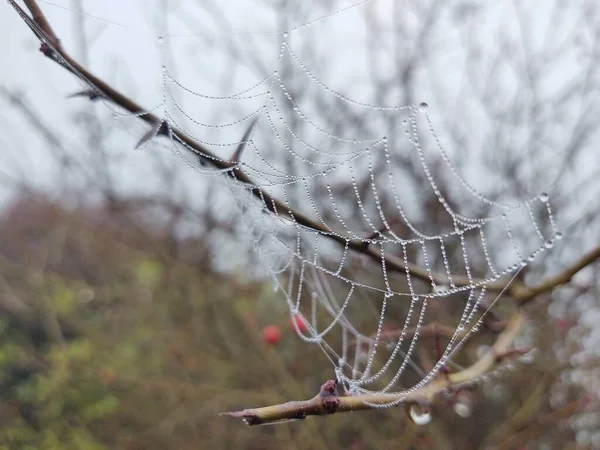 Primer Plano Spider Web Naturaleza —  Fotos de Stock