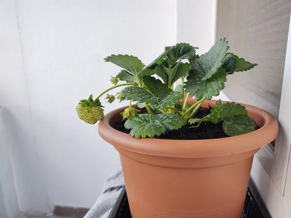Plante Verte Pot Maison — Photo