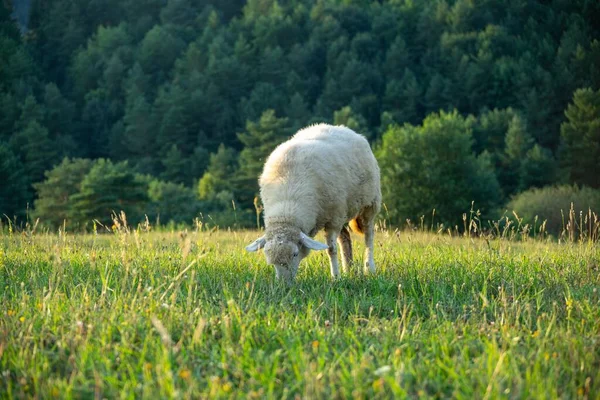Schafe Weiden Auf Der Bergwiese — Stockfoto