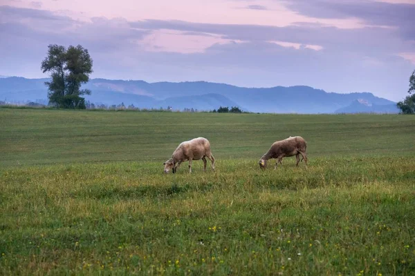 Стадо Овець Пасеться Гірському Лузі — стокове фото