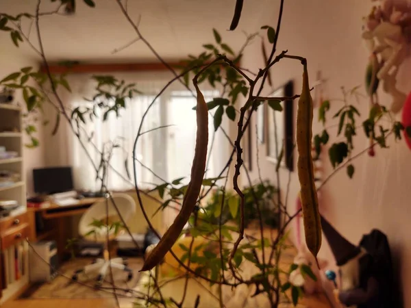Planta Que Crece Las Ramas Casa —  Fotos de Stock