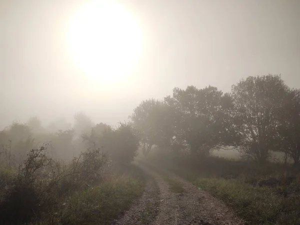 Manhã Nebulosa Floresta Com Caminho — Fotografia de Stock