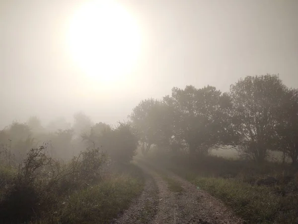 Foggy Matin Forêt Avec Sentier — Photo