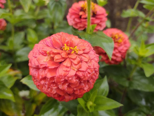 花で撮影された美しい植物 自然壁紙 — ストック写真